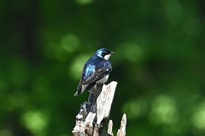 085 Swallow, Tree, 2023-05293029 Broad Meadow Brook, MA